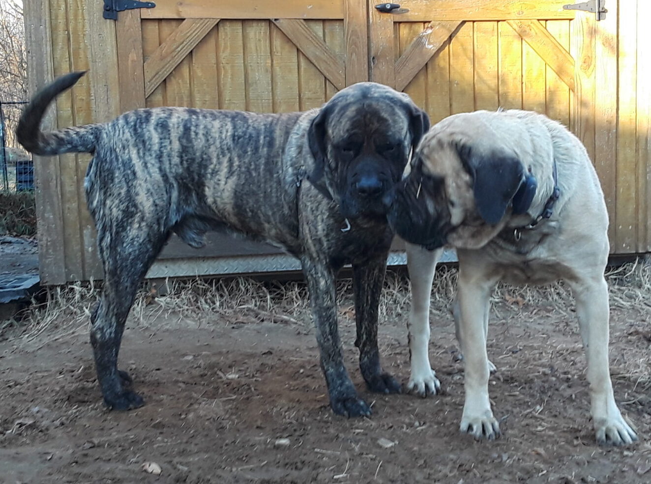 Mizpah boerboel deals